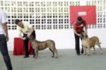 Matriz - Fila Brasileiro Tigrado - Canil Singular - Safira